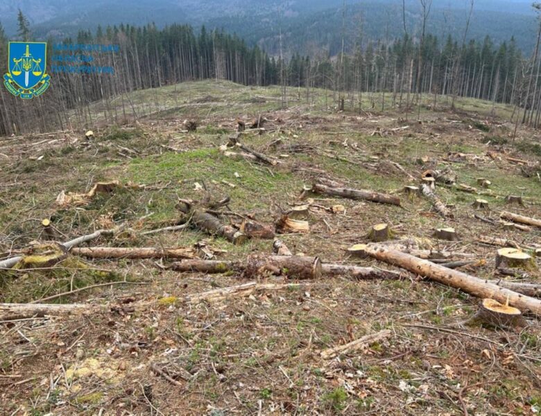 Чергова вирубка лісу у Карпатах призвела до 56 млн збитків довкіллю