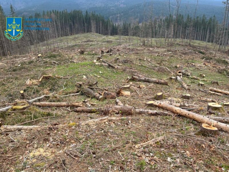 Чергова вирубка лісу у Карпатах призвела до 56 млн збитків довкіллю
