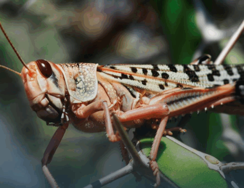 Держпродспоживслужба прокоментувала нашестя сарани