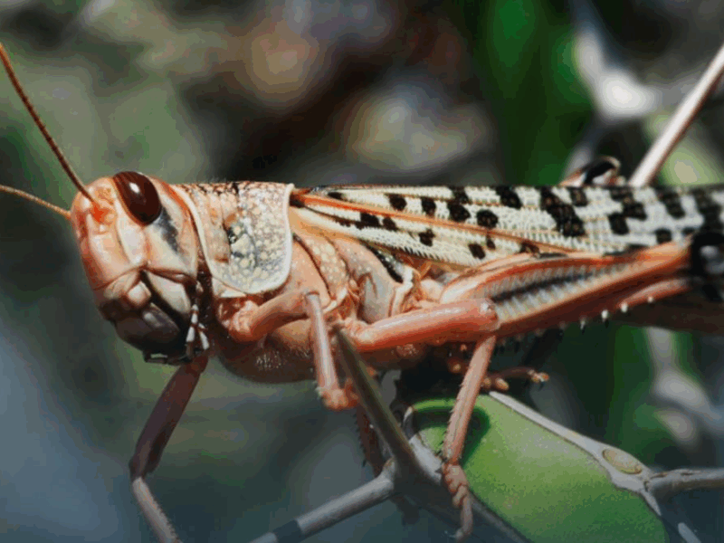 Держпродспоживслужба прокоментувала нашестя сарани