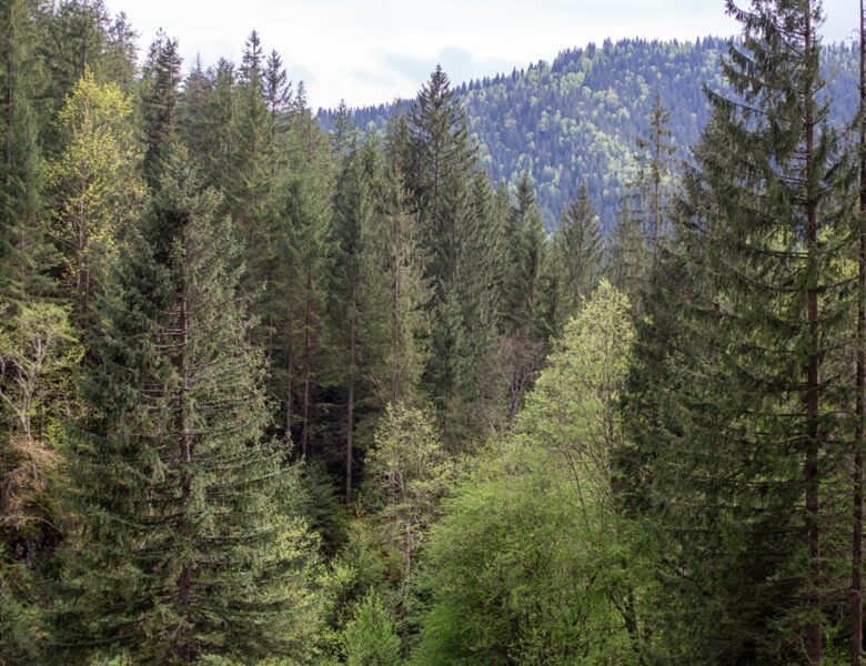 Екопрокуратура скасувала незаконну передачу землі у Мигово