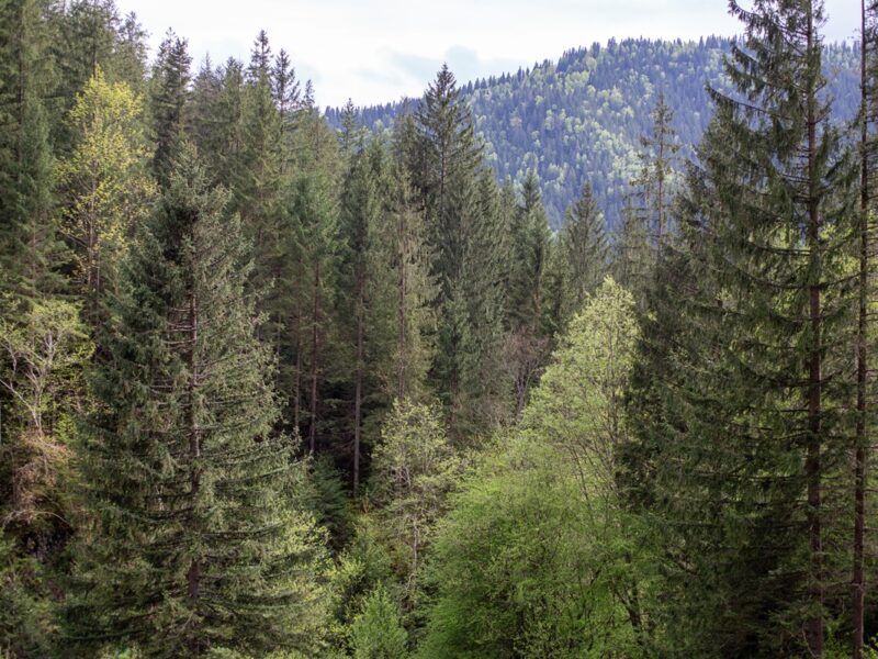 Екопрокуратура скасувала незаконну передачу землі у Мигово