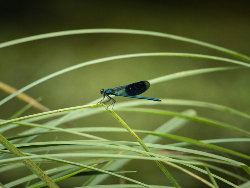 Гороскоп для всіх знаків зодіаку на 1 серпня 2025 року