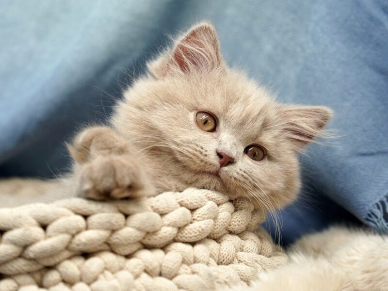 Гороскоп для всіх знаків зодіаку на вихідні 19-20 липня 2025 року