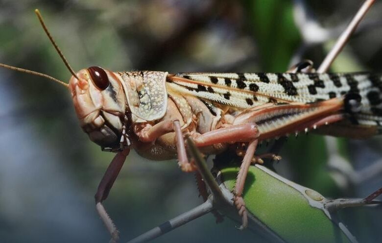Хто під загрозою. Нашестя сарани в Україні