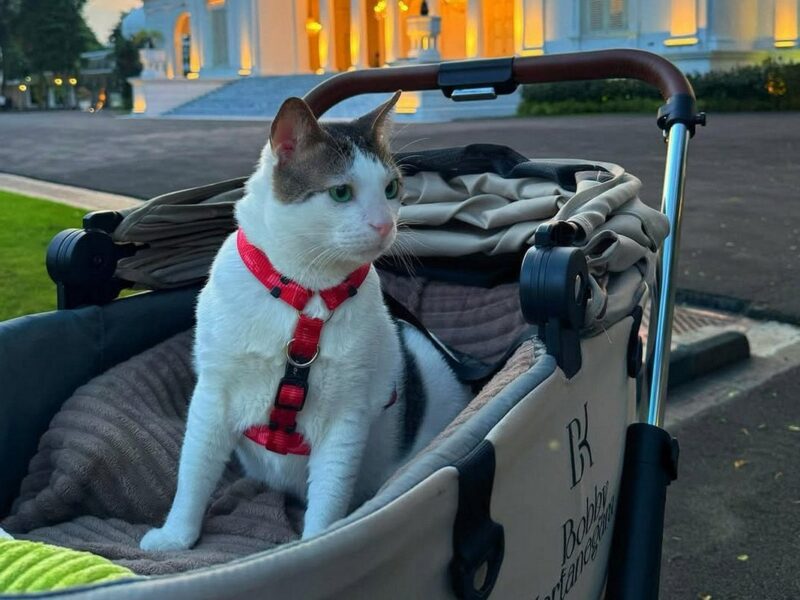 Кіт президента Індонезії отримав власну охорону