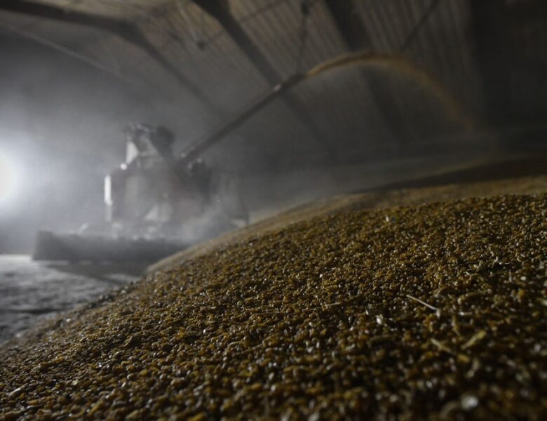 Китай скоротив закупівлі російської пшениці у 16 разів