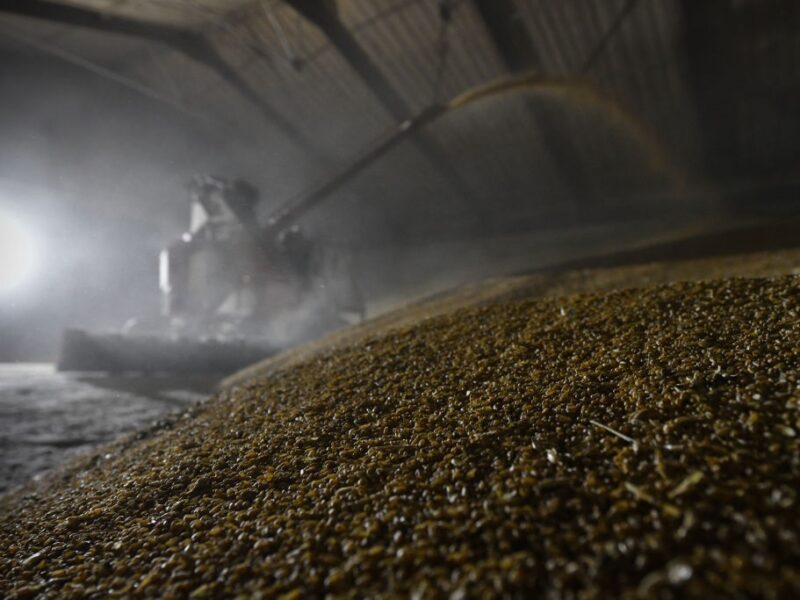 Китай скоротив закупівлі російської пшениці у 16 разів