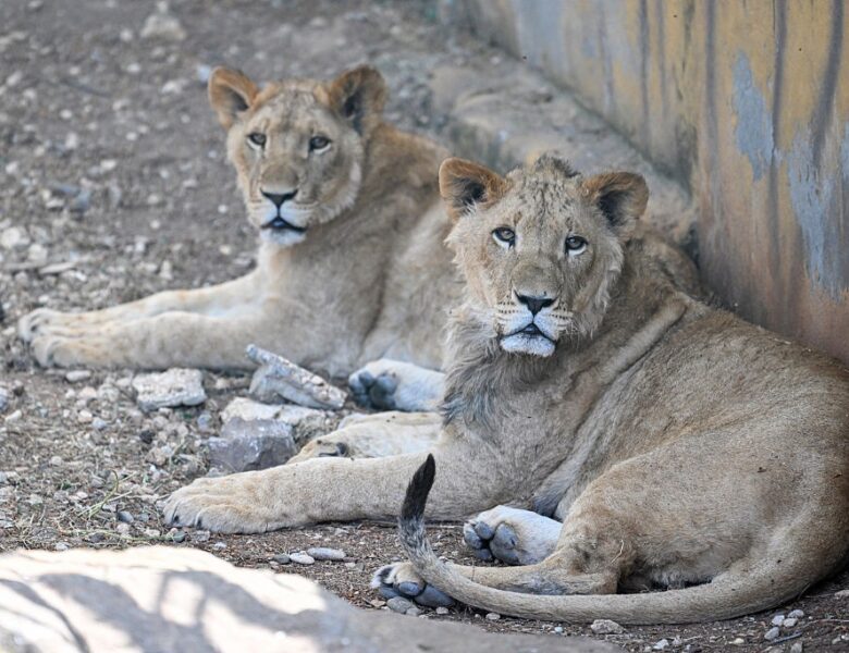 Лев утік із зоопарку в Туреччині й напав на чоловіка