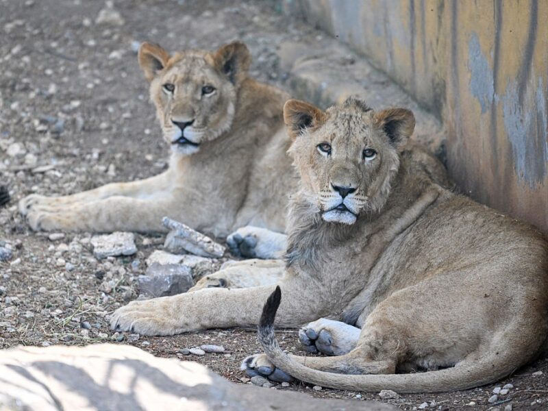 Лев утік із зоопарку в Туреччині й напав на чоловіка