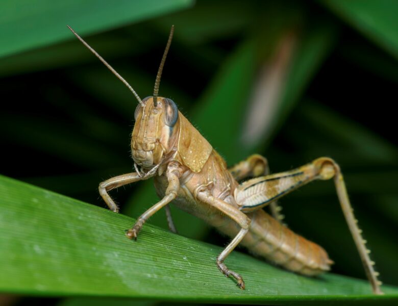 На Херсонщині локалізували спалах сарани