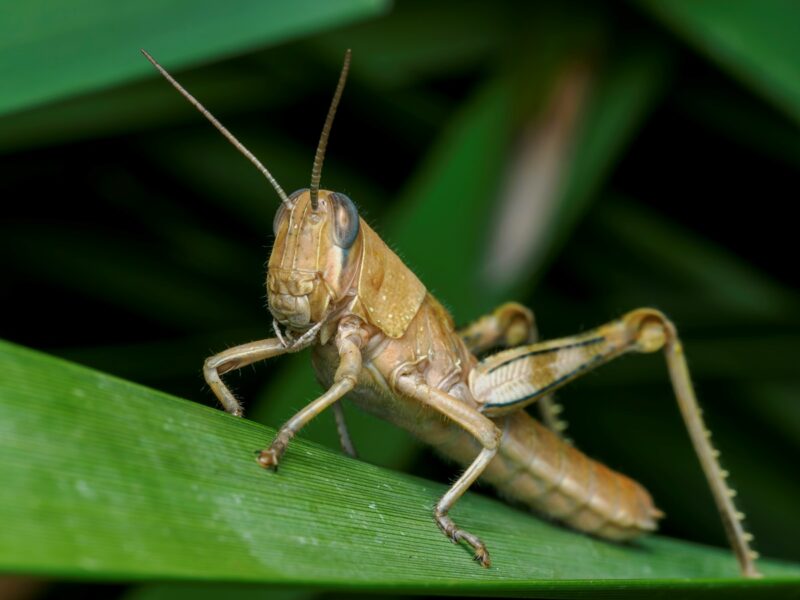 На Херсонщині локалізували спалах сарани