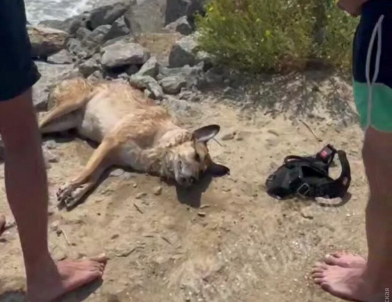 На Одещині врятували собаку, яку власник намагався втопити у морі