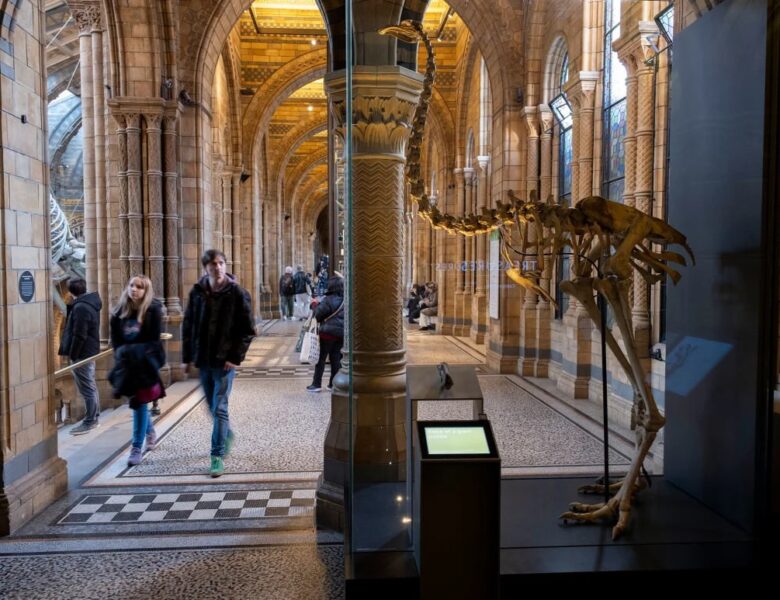 Науковці хочуть “оживити” птаха, що вимер 600 років тому