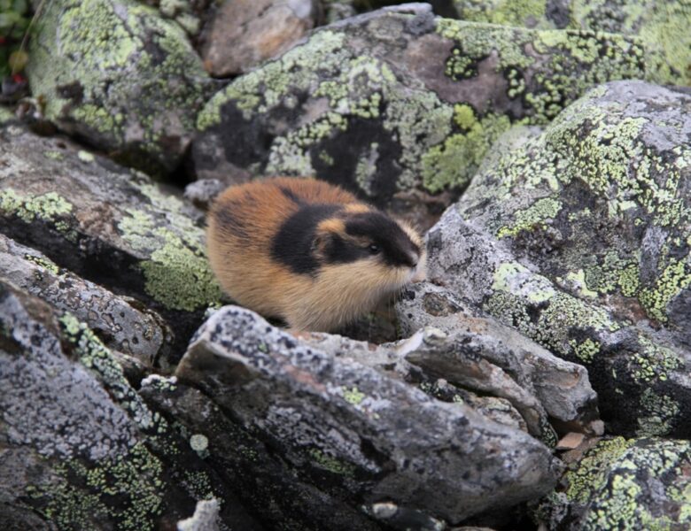 Наймолодший ссавець: вчені розкрили еволюцію норвезького лемінга