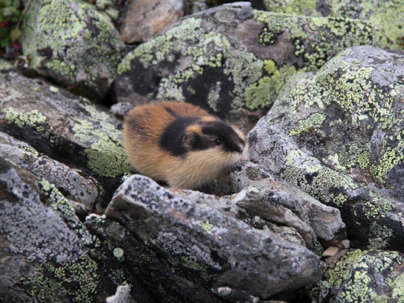 Наймолодший ссавець: вчені розкрили еволюцію норвезького лемінга