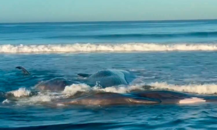 Після землетрусу в Росії на берег викинуло китів