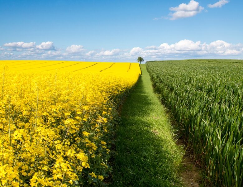 Поляки просять дозволити імпорт ріпаку з України