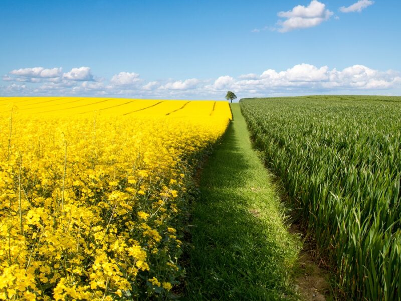 Поляки просять дозволити імпорт ріпаку з України