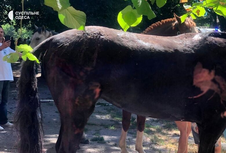 Росіяни вдарили дронами по стайні в Одесі: одна тварина загинула