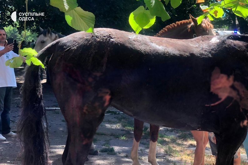 Росіяни вдарили дронами по стайні в Одесі: одна тварина загинула