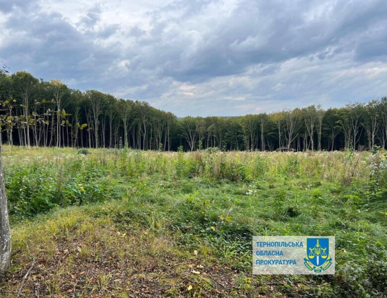 Шкода на 57 млн: на Тернопільщині незаконно вирубали понад 6000 дерев