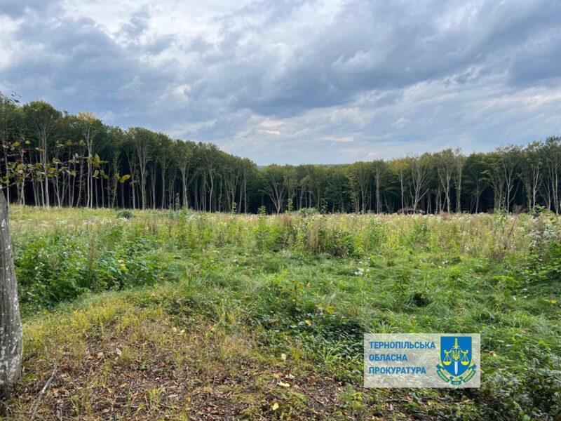 Шкода на 57 млн: на Тернопільщині незаконно вирубали понад 6000 дерев