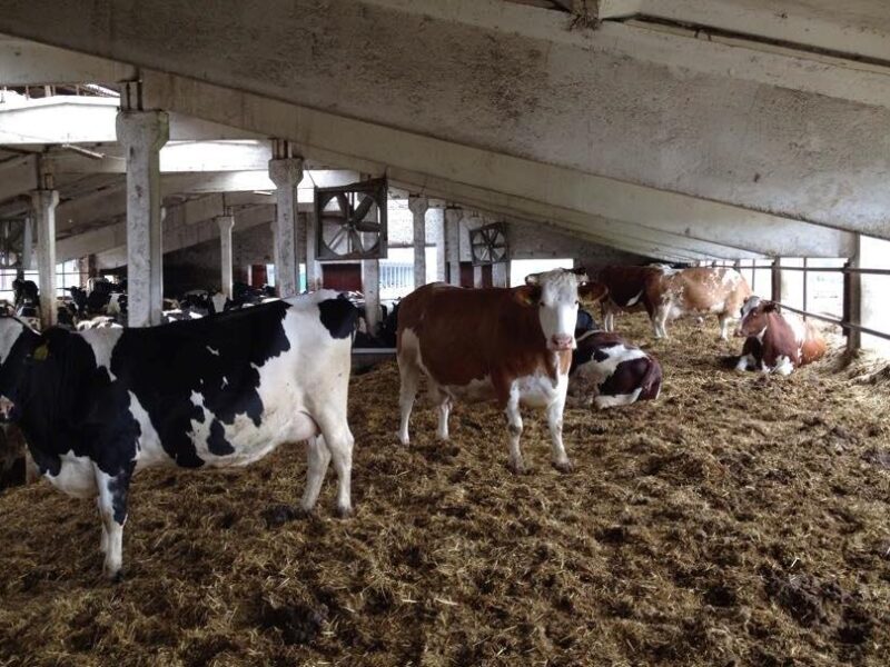 У Черкаській області троє людей загинули на фермі