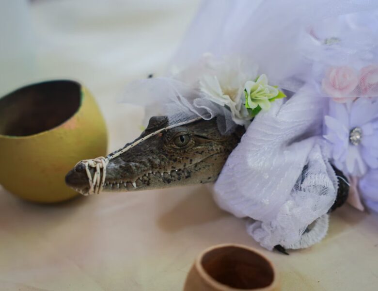 У Мексиці мер одружився з кайманом