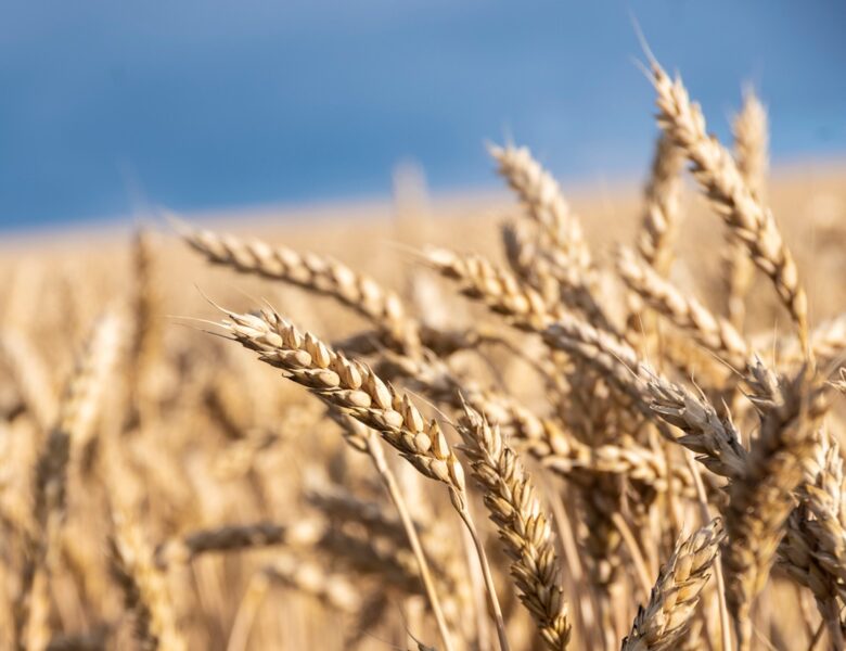 У Мінагрополітики знизили прогноз врожаю зернових на 5%