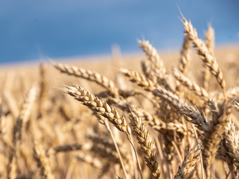 У Мінагрополітики знизили прогноз врожаю зернових на 5%