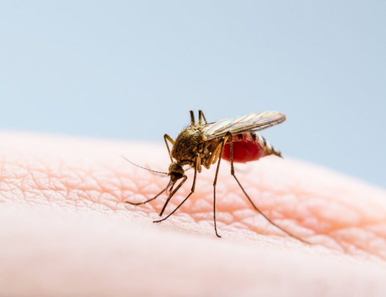 У Рівному зафіксували випадок ввізної тропічної малярії