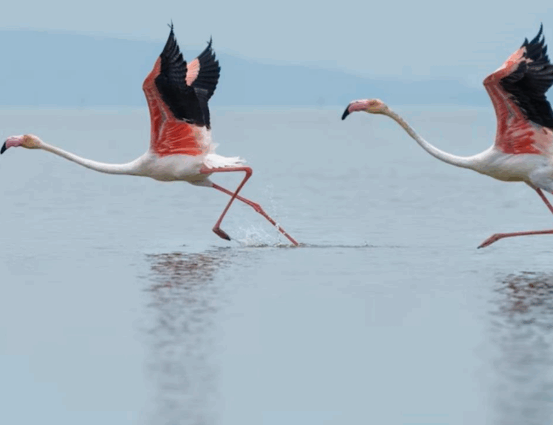 В Італії фермери потерпають від навали “банд” рожевих фламінго