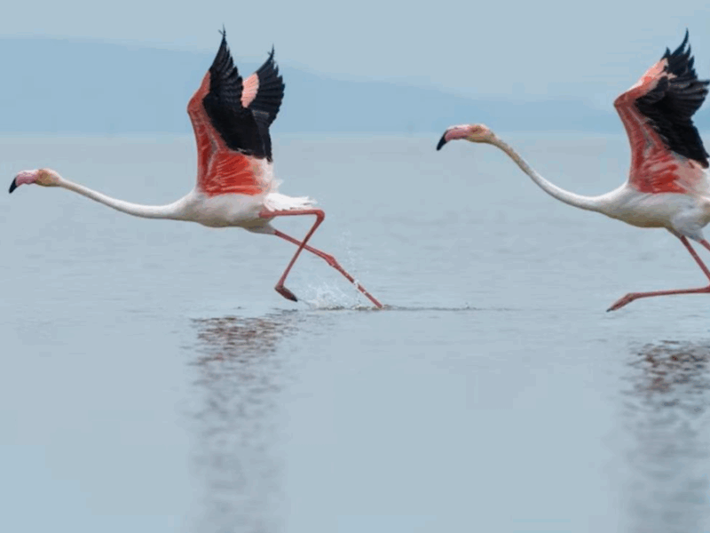В Італії фермери потерпають від навали “банд” рожевих фламінго