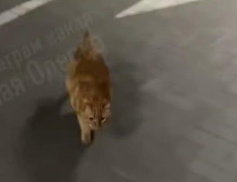 В Одесі кіт вивчив дорогу до укриття