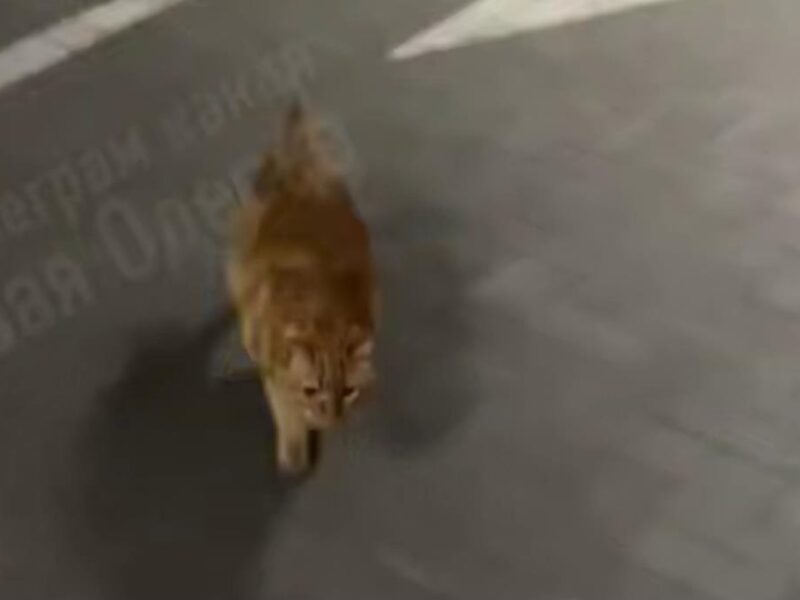 В Одесі кіт вивчив дорогу до укриття