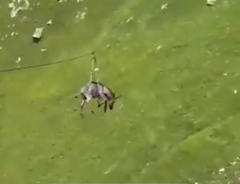 В Росії віслюка запустили на зиплайні зі схилу