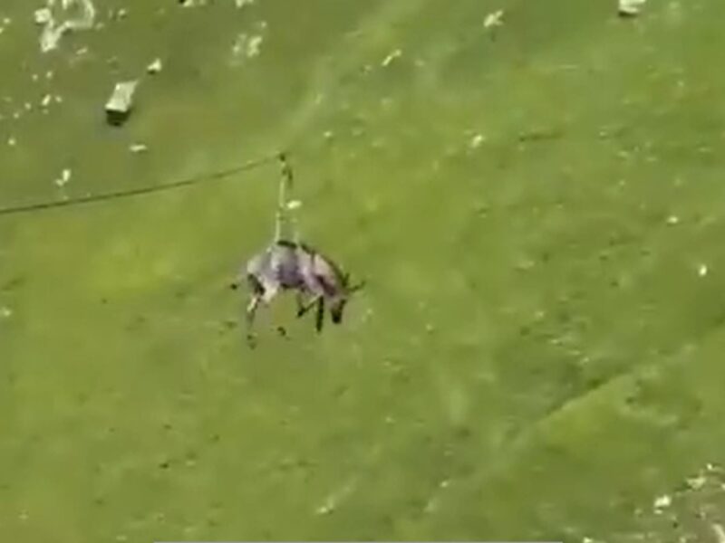 В Росії віслюка запустили на зиплайні зі схилу