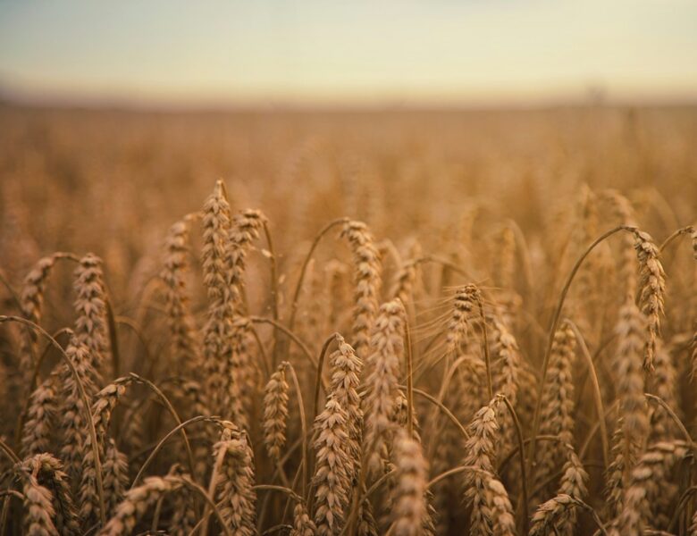 В Україні очікують збільшення урожаю зернових та олійних