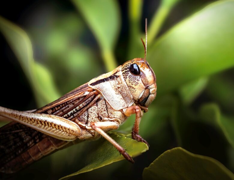 В Україні запровадили режим боротьби з сараною