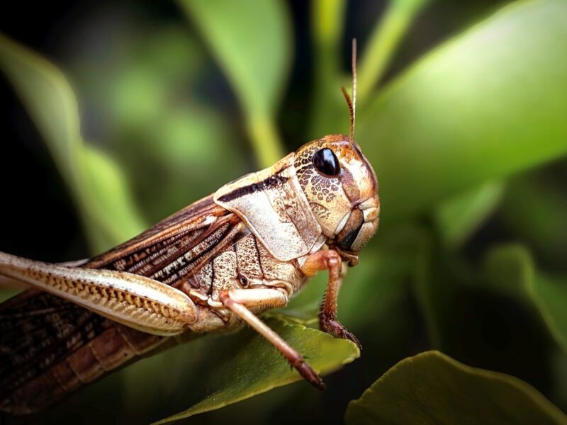 В Україні запровадили режим боротьби з сараною