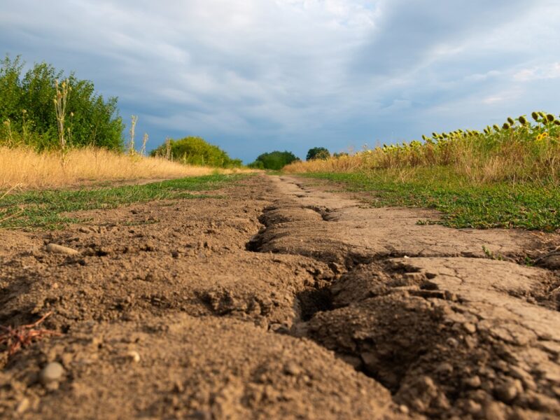 Засуха на Херсонщині досягла критичного рівня