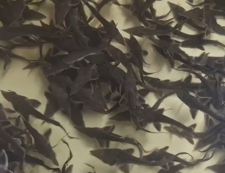 Про тонкощі розведення осетрових на Кіровоградщині