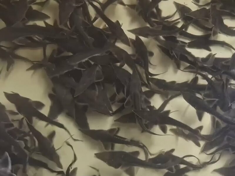 Про тонкощі розведення осетрових на Кіровоградщині