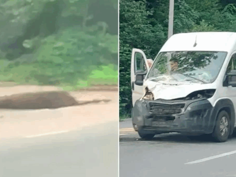 Біля Вінниці мікроавтобус збив лося