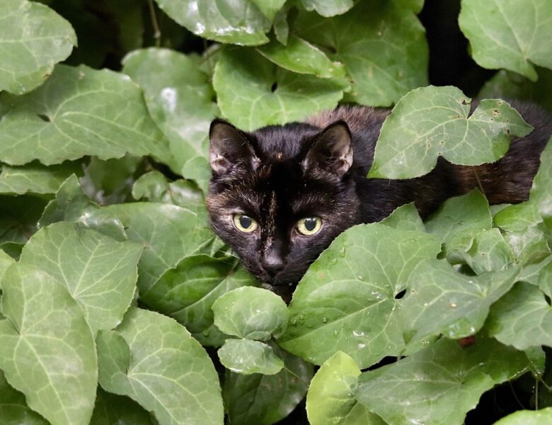 Гороскоп для всіх знаків зодіаку на перші вихідні серпня 2025 року