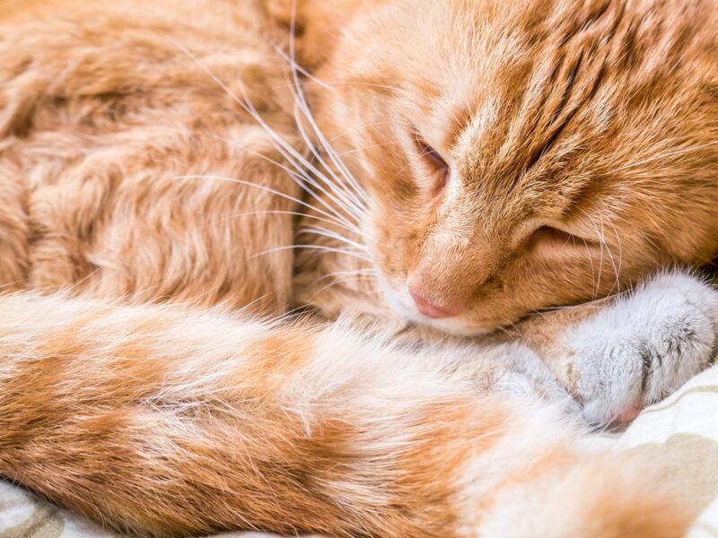 Гороскоп для всіх знаків зодіаку на вихідні 16-17 серпня 2025 року