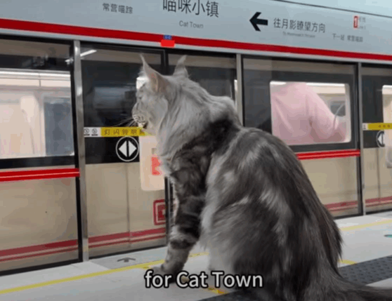 Китаєць побудував для свого кота метро