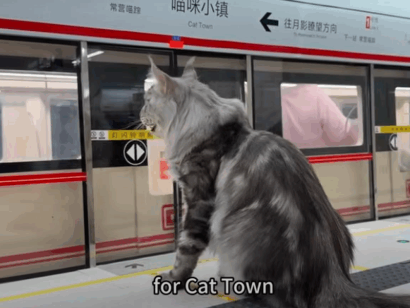 Китаєць побудував для свого кота метро