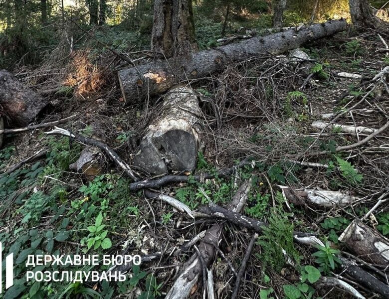 Лісничому загрожує до п’яти років за вирубку у заповіднику